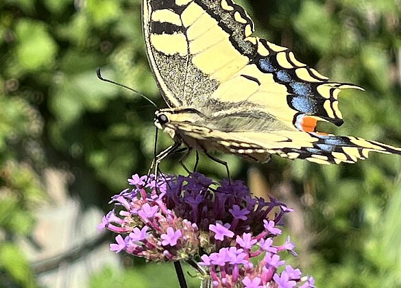 Schwalbenschwanz besucht unseren Garten