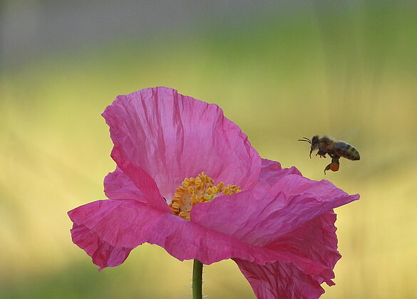 Die rosafarbene Mohnblume ist beliebt bei den Bienen.