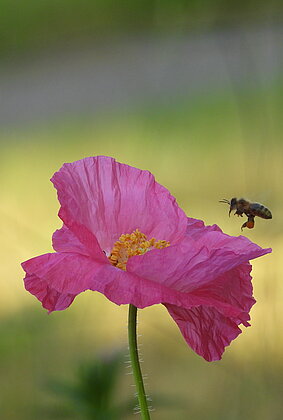 Die rosafarbene Mohnblume ist beliebt bei den Bienen.