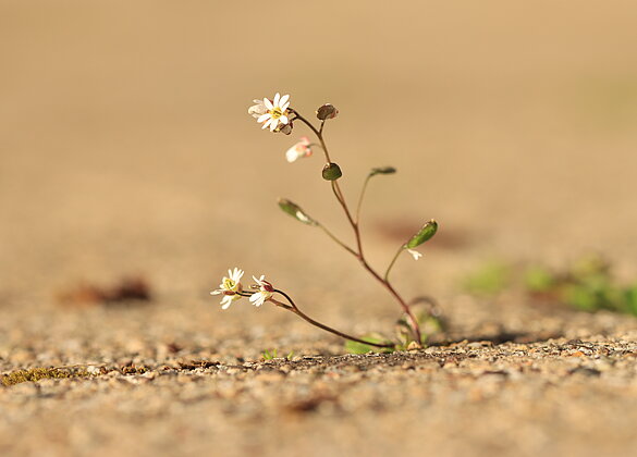 Nicht zu klein um gesehen zu werden