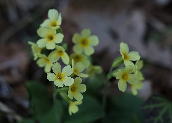 Auch die Schlüsselblumen verschönern den Frühling