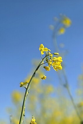 Die Natur zeigt sich in ihrem schönsten Frühlingskleid