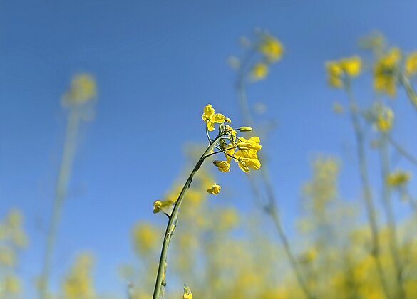 Die Natur zeigt sich in ihrem schönsten Frühlingskleid