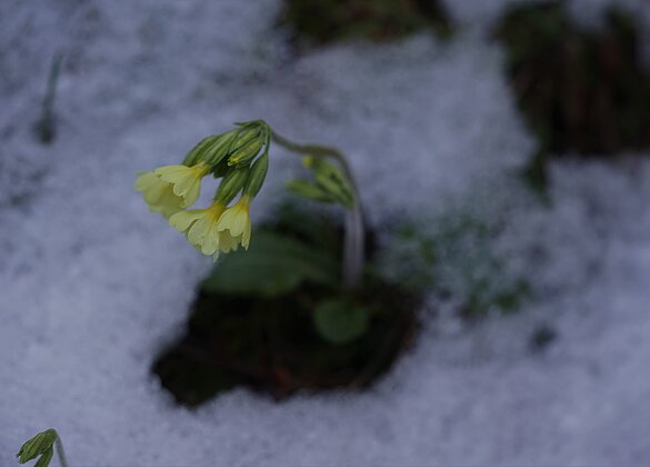 Diese Schlüsselblumen trotzen dem Winter