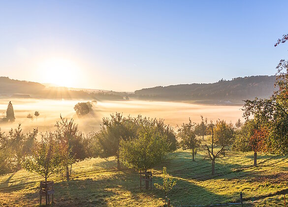 Morgenstimmung beim Obstbaumgarten