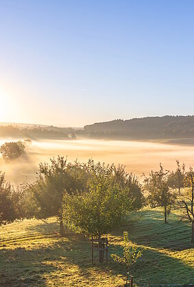 Morgenstimmung beim Obstbaumgarten