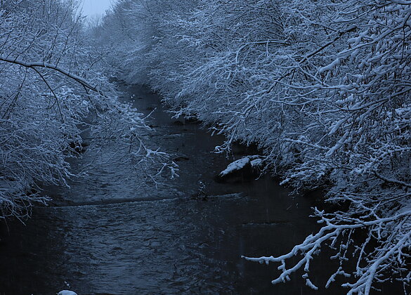 Die Äste voller Schnee senken sich dem Wasser nieder