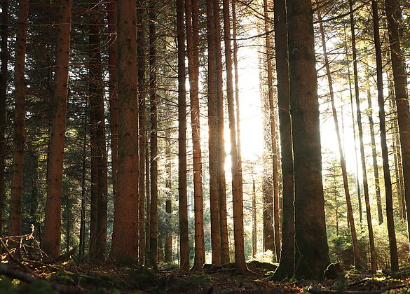 Die Sonne leuchtet durch den Wald