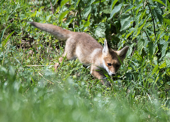 Aus dem Fuchswelpen ist nun ein Jungfuchs geworden.