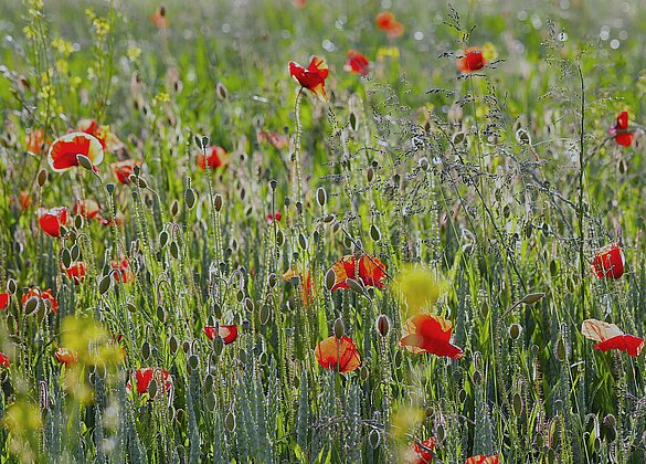 Im Gegenlicht zeigen sich die Mohnblumen aquarellartig