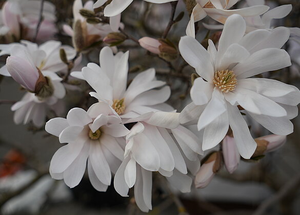 Magnolien bereichern den Frühling