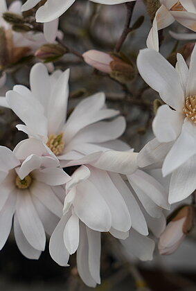 Magnolien bereichern den Frühling