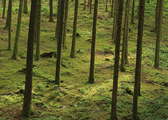 Selbst im Wald ist es (zu) warm
