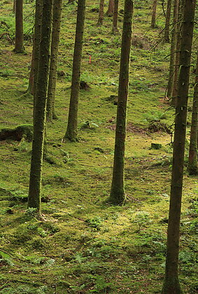 Selbst im Wald ist es (zu) warm