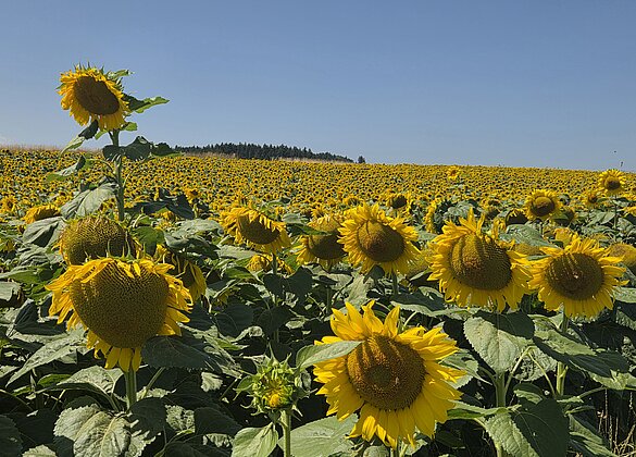 Sonnenblumen auf der Stocki