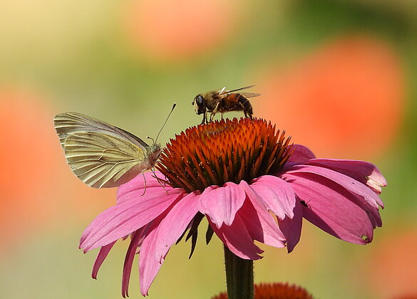 Der Rote Sonnenhut ist sehr begehrt bei den Insekten.