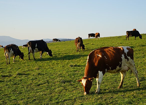 Diese Kühe geniessen den ersten Weidegang 