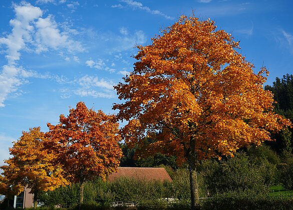 Goldener Herbst - im wahrsten Sinne des Wortes