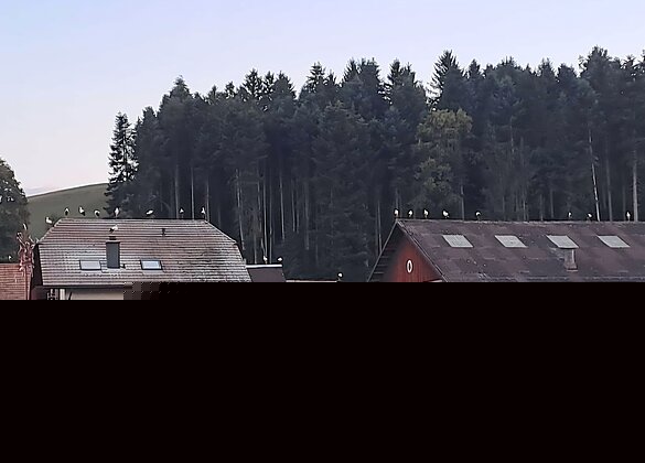 Besuch besonderer Art auf unseren "Huus- ond Schüürdächern"