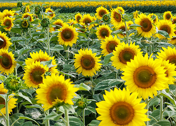 Herrlich schmücken die Sonnenblumen nun wieder die Landsch.