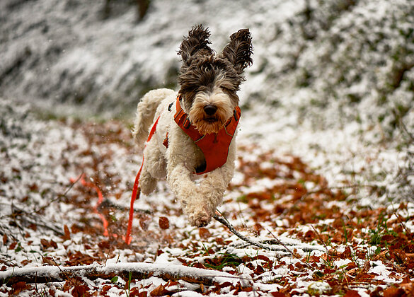 Jady vom Seilihus im Glück