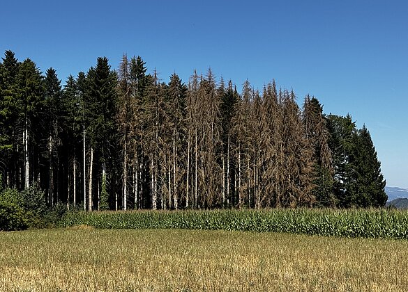 Wald,Wiesen,Mais leiden unter der Extremen Trockenheit 