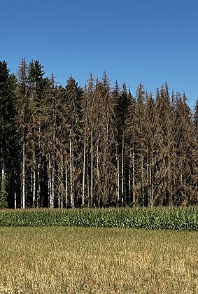 Wald,Wiesen,Mais leiden unter der Extremen Trockenheit 