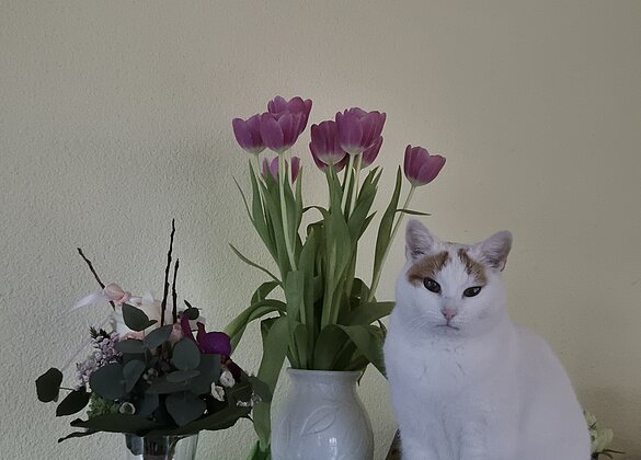 Wer ist wohl hier der schönste Strauss... ?