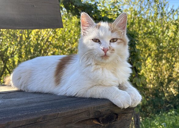 Kater Rotschwänzli geniesst die Herbstsonne. 