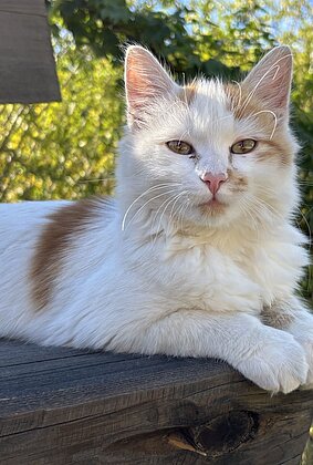 Kater Rotschwänzli geniesst die Herbstsonne. 