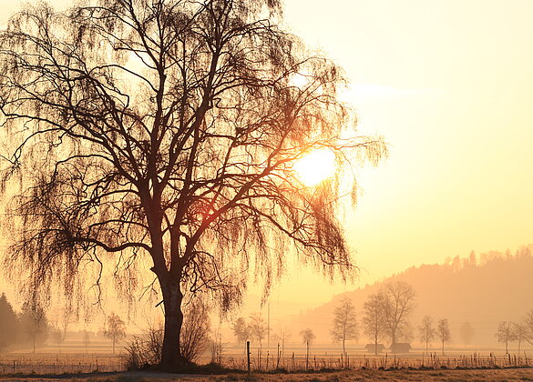 Traumhafte Morgenstimmung im Moos