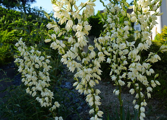 Blühende Yucca, eine Sommerpracht