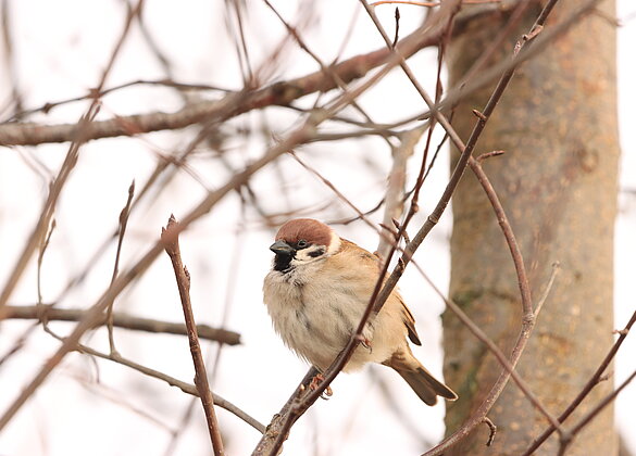 Dieser Feldspatz liess mir viel Zeit um ihn zu fotografieren