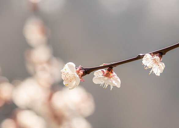 Wo Blüten sind, kehrt Wärme zurück.