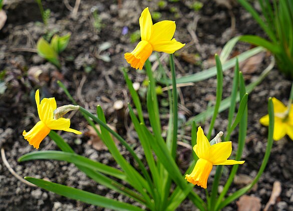 Leuchtende Osterglocken - jetzt überall anzutreffen
