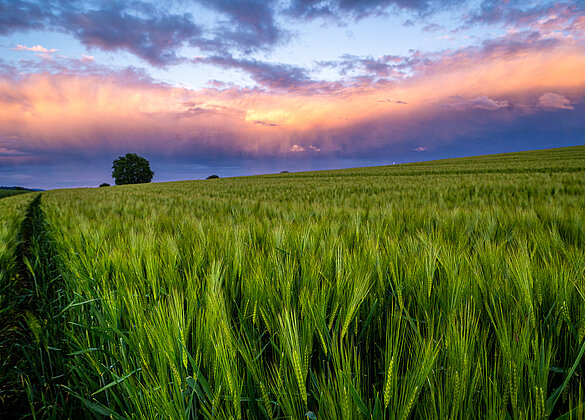 Abendstimmung über dem Kornfeld!