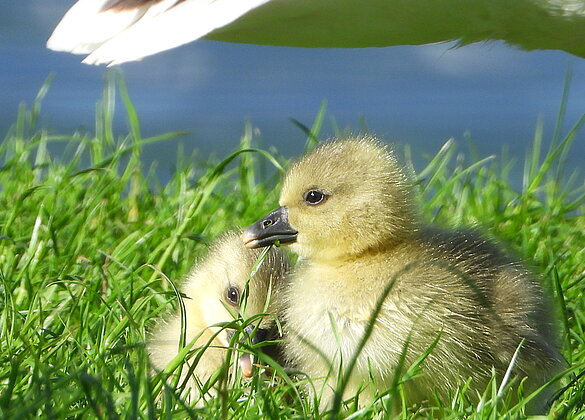 Zwei Graugansküken wohlbehütet von ihrer Mama.