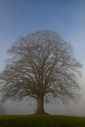 Linde bei der Lotharhütte Mättenberg 