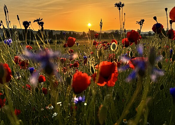 Herrlicher Sonnenaufgang mit Mohn im Wauwilermoos