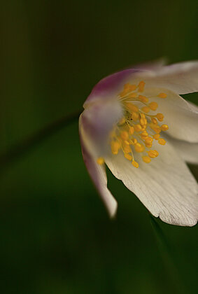 Zur Zeit überall, das wunderschöne Buschwindröschen.