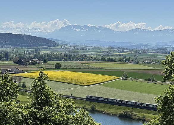 Goldenes Rapsfeld,Egolzwilersee mit Regional Express RE24