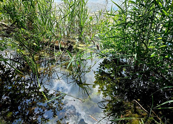 Sonntagnachmittag am Mauensee