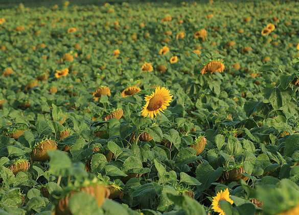 Auf dem Sonnenblumenfeld