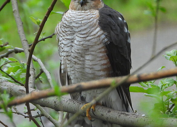 Ein hungriger Sperber auf Beuteschau im Garten.