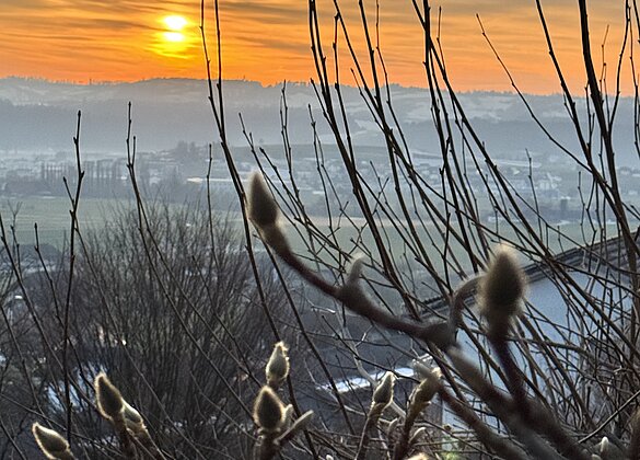 Frühlingsboten,Weidekätzchen im Abendrot