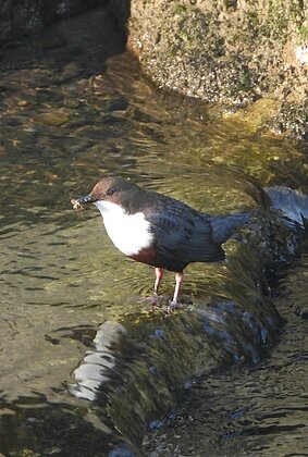 Die Wasseramsel sammelt fleissig Insekten für ihre Jungen.