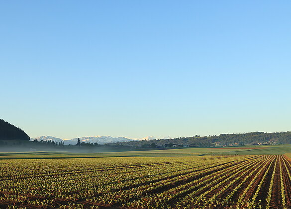 Morgenstimmung im Moos