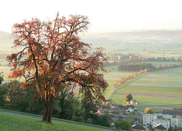Zum Herbstanfang zeigt sich der Birnbaum im Herbstkleid