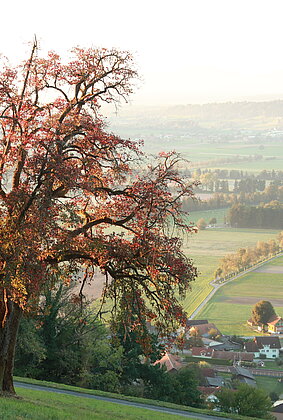 Zum Herbstanfang zeigt sich der Birnbaum im Herbstkleid