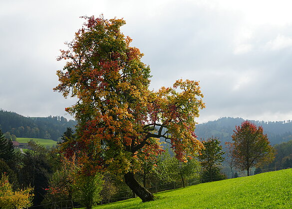 Leuchtende Herbstfarben im Luthertal